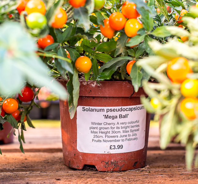 labels for plant pots